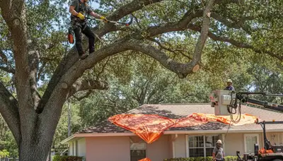 Arborist removing dead branches with safety gear during tree trimming in Bradenton, FL