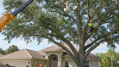 Arborists performing large tree removal with bucket truck in Longboat Key near Bradenton, FL homes