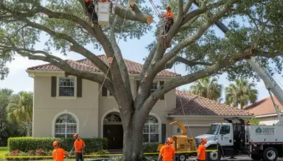 Professional large tree removal by certified arborists using bucket truck in Parrish near Bradenton FL