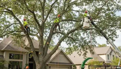 Arborist pruning palm tree for health and safety in Bradenton, FL by Chop Chop Tree experts
