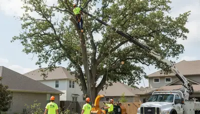 Arborist trimming palm tree during professional tree removal service in Bradenton, FL