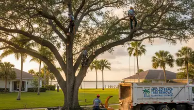 Professional tree removal service in Bradenton FL safely cutting and clearing large oak tree
