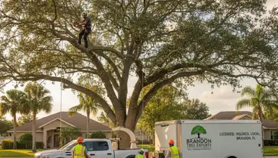 Professional tree removal service in Bradenton, FL clearing hazardous trees safely