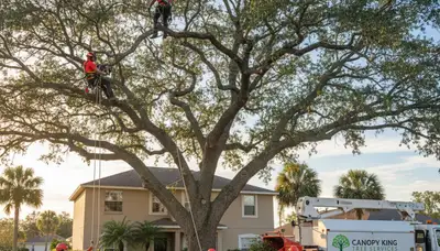 Professional tree removal service in Bradenton FL safely cutting and clearing large oak tree