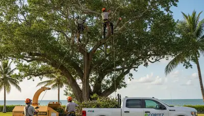 Professional tree removal service in Bradenton FL by certified arborists at Tree Service Bradenton