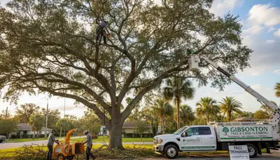Professional tree removal service in Bradenton FL safely cutting and clearing large oak trees