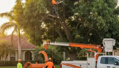 Professional tree removal service in Bradenton FL by certified arborists at Tree Service Bradenton