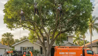 Professional tree removal service in Bradenton FL safely cutting large oak tree