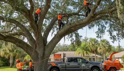 Professional tree removal service in Bradenton FL safely cutting and clearing large oak tree