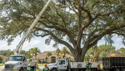 Professional tree removal service in Bradenton FL by certified arborists at Tree Service Bradenton