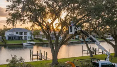 Professional tree removal service in Bradenton FL safely cutting and clearing large oak tree