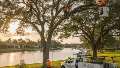 Professional tree removal service in Bradenton FL safely cutting and clearing large oak trees