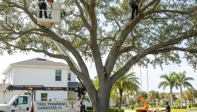 Professional tree removal service in Bradenton FL safely cutting and clearing trees