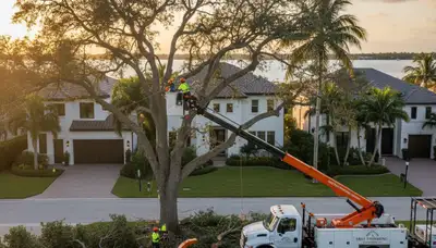 Professional tree removal service in Bradenton FL safely cutting and clearing large oak trees