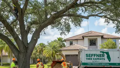 Professional tree removal service in Bradenton FL by certified arborists
