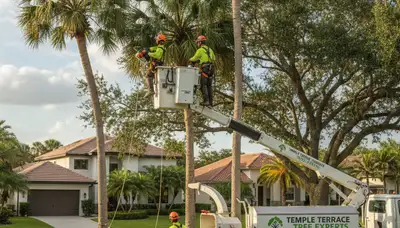 Professional tree removal experts serving residential properties in Bradenton, FL