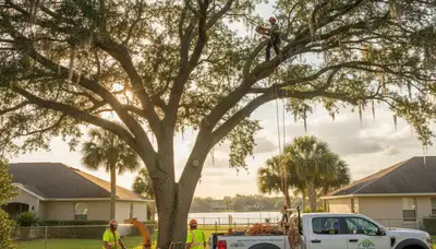 Professional tree removal service in Bradenton FL by licensed arborists at Tree Service Bradenton