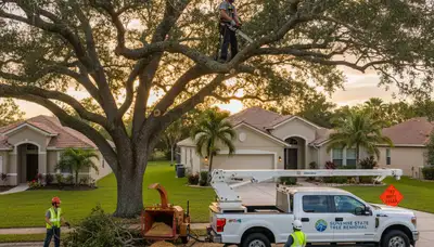 Professional tree removal service in Bradenton FL safely clearing large oak trees