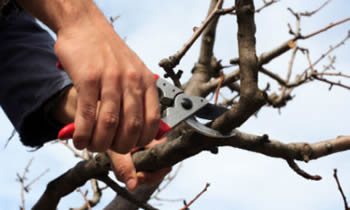 Tree Pruning in Bradenton FL Tree Pruning Services in Bradenton FL Quality Tree Pruning in Bradenton FL